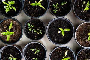 Garden starts or seedlings