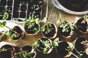 potted pea plants