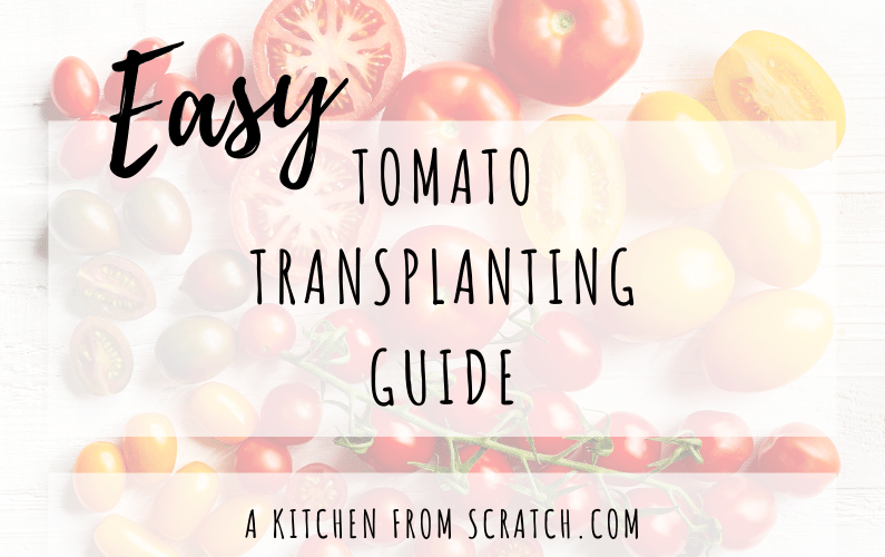 Easy Tomato Transplanting Guide