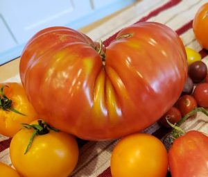 Huge Tomato