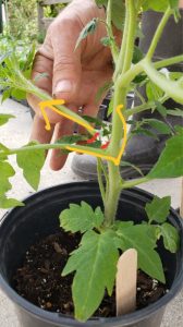 Tomato pruning 