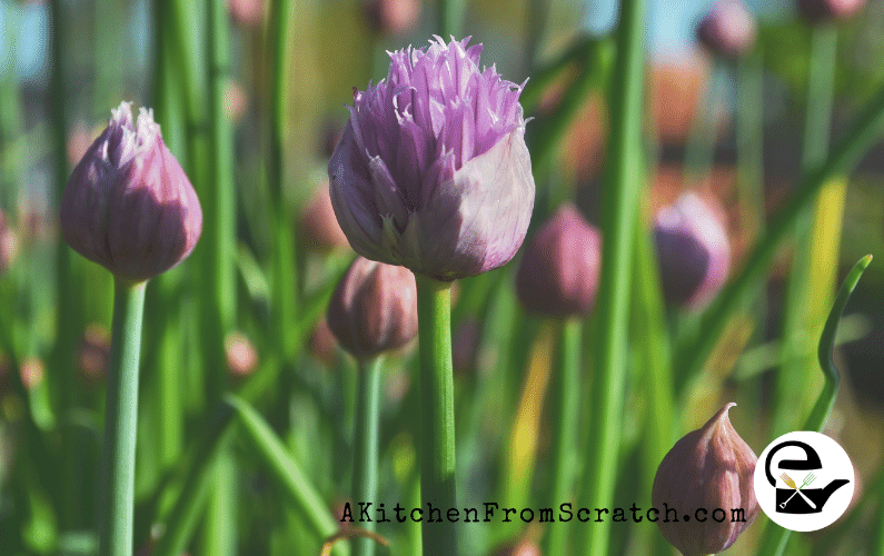 What Can I Do With Onion Scapes? A Kitchen From Scratch LLC